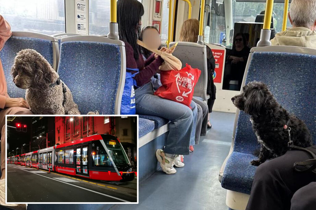 Viral photo of dogs on public traffic Debate: "People must respect public spaces"